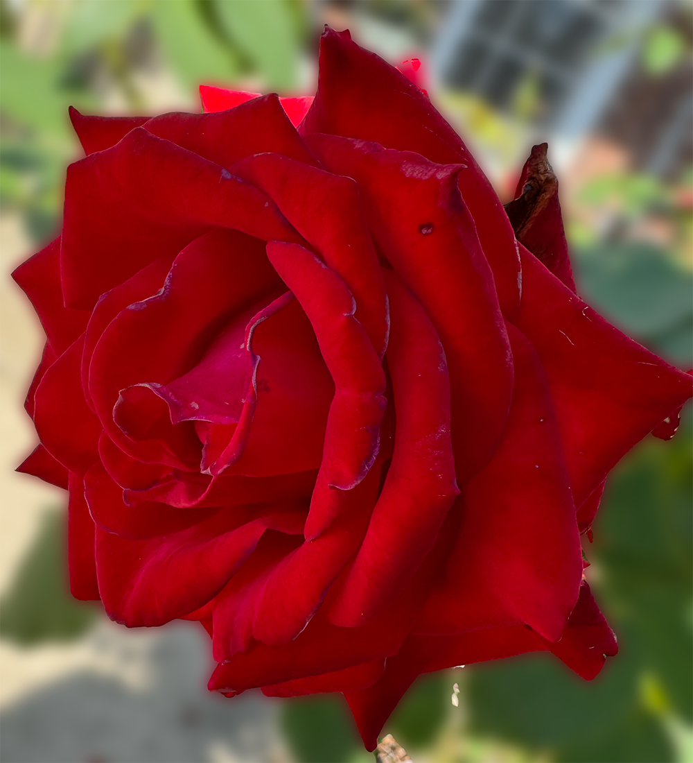 Red Rose